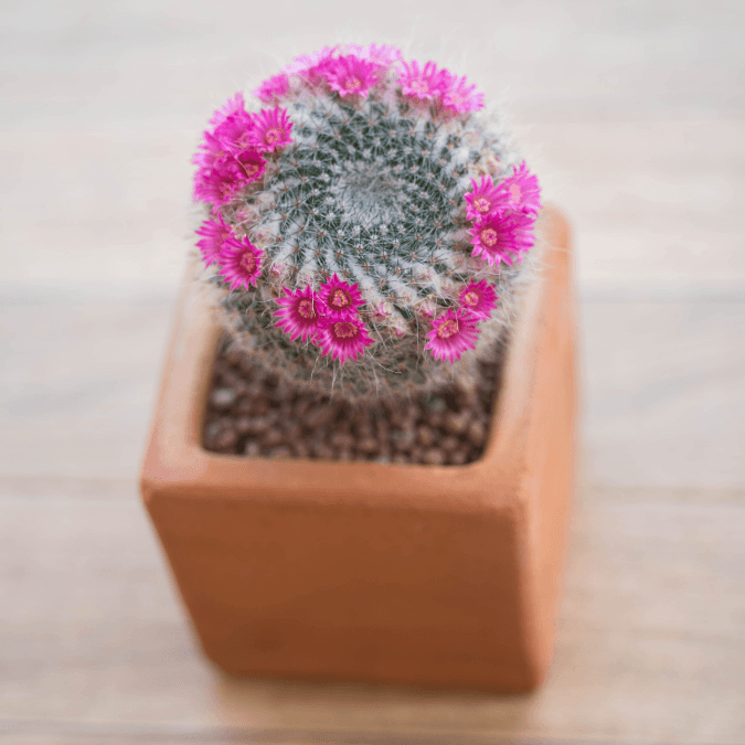 tillandsia air plant