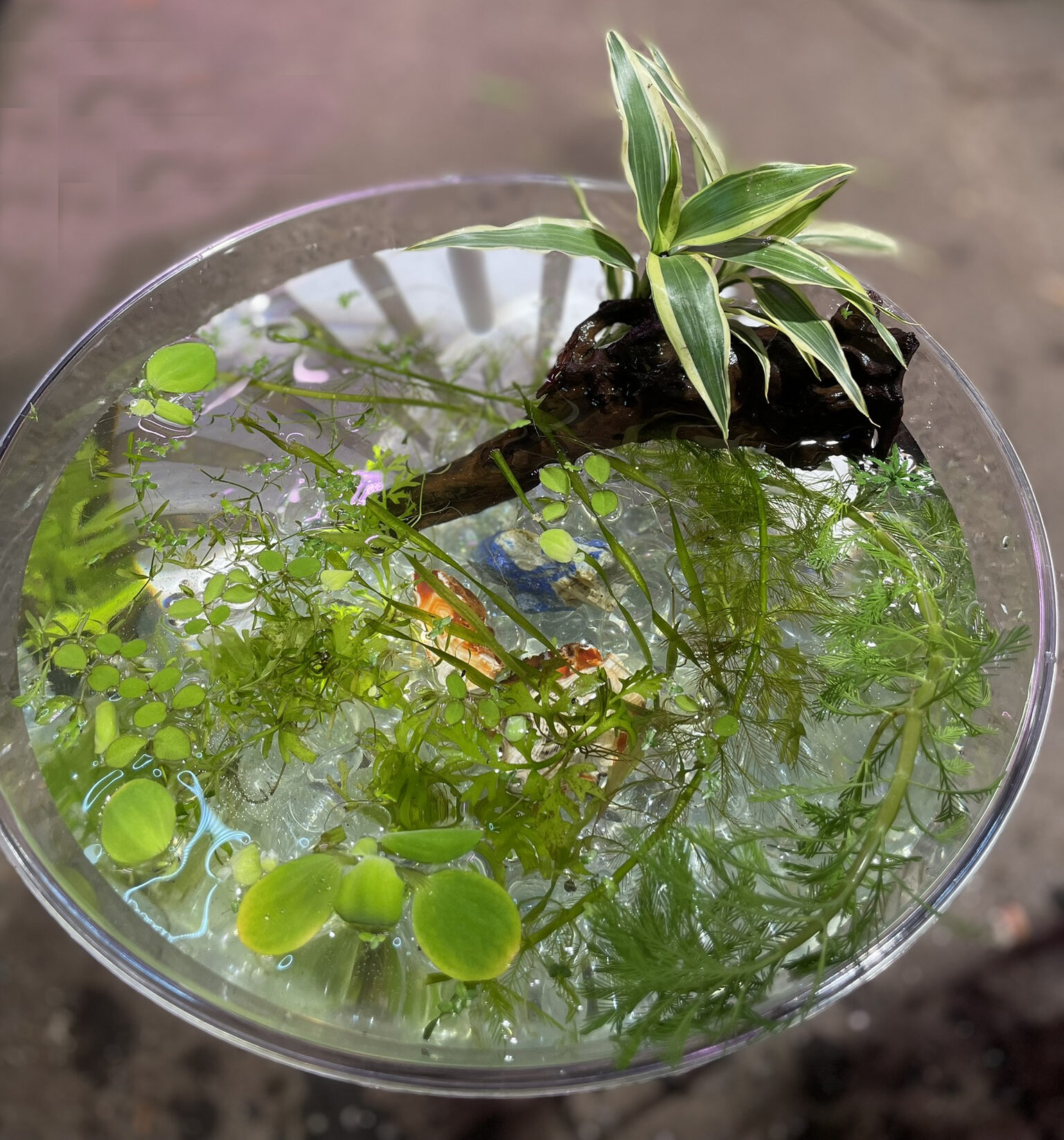 tillandsia air plant