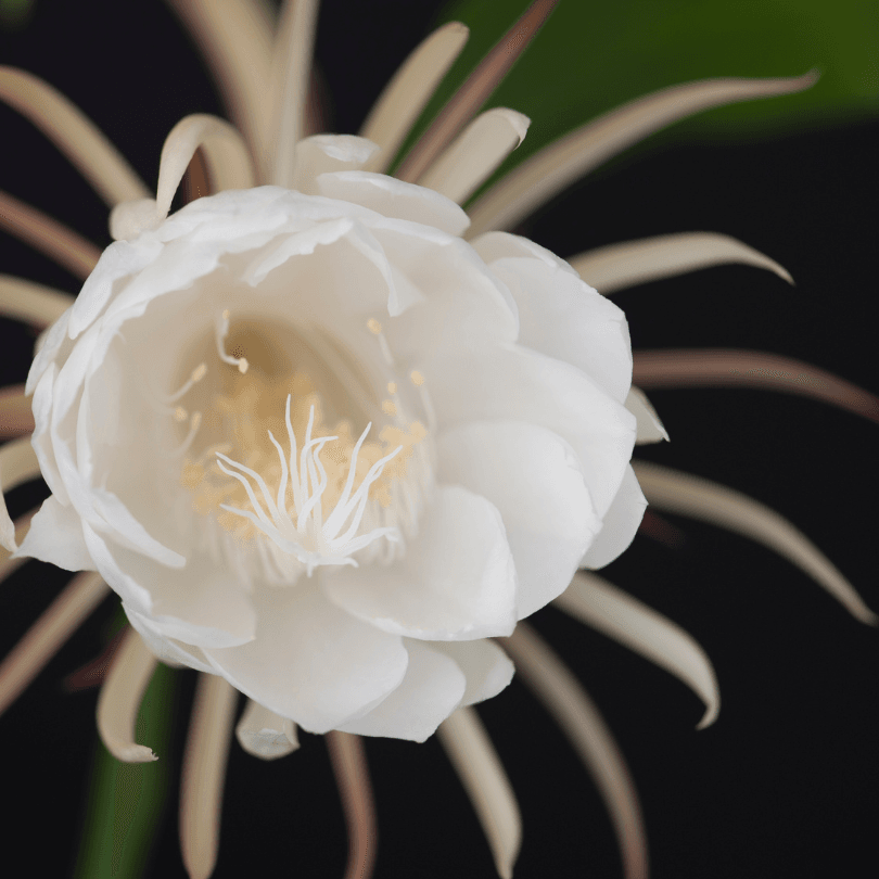 tillandsia air plant