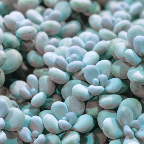 Pachyphytum
