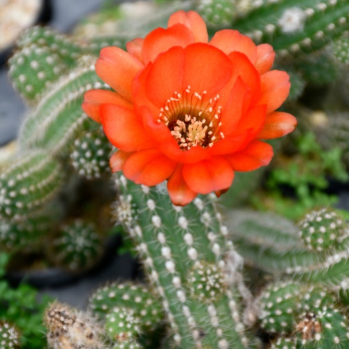 Echinocactus