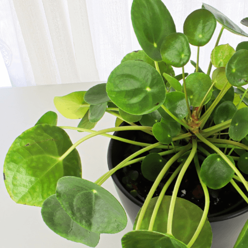 Pilea