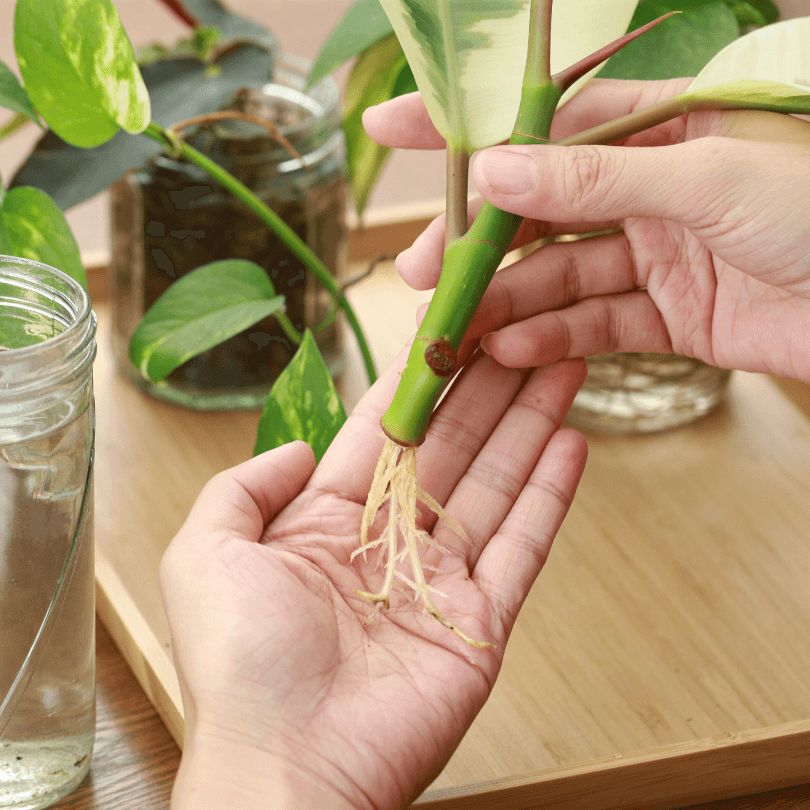tillandsia air plant