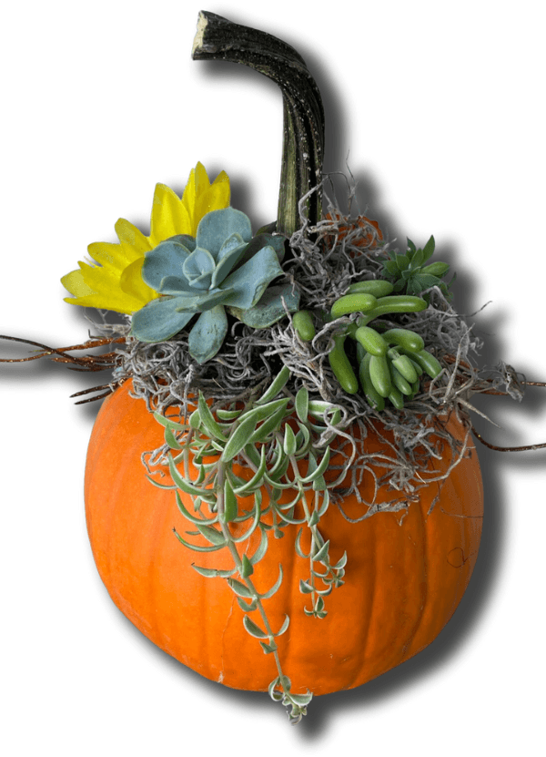 tillandsia air plant