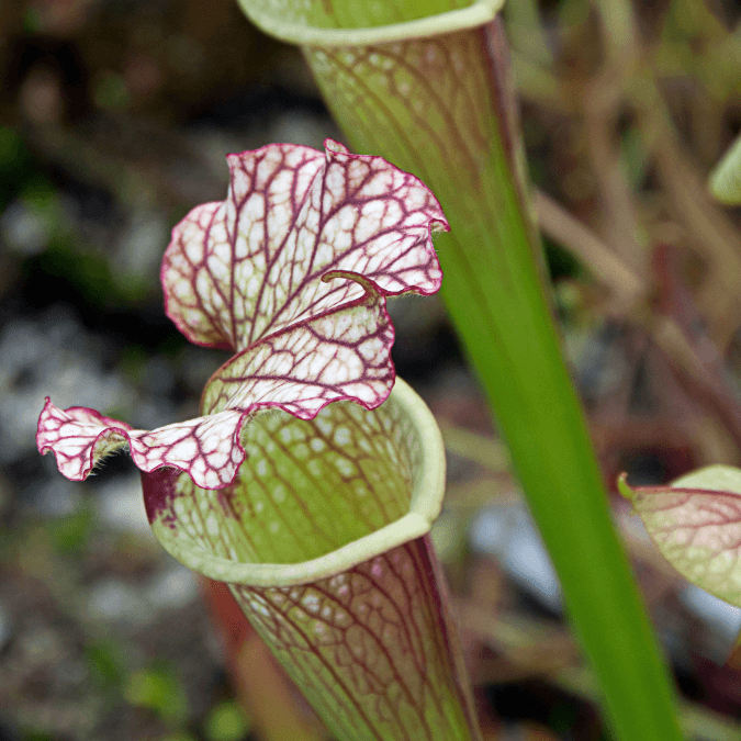 tillandsia air plant
