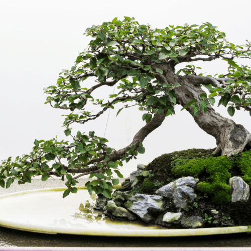 Serissa - Bonsai