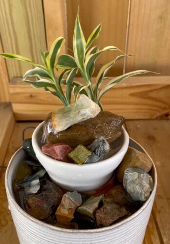 tillandsia air plant