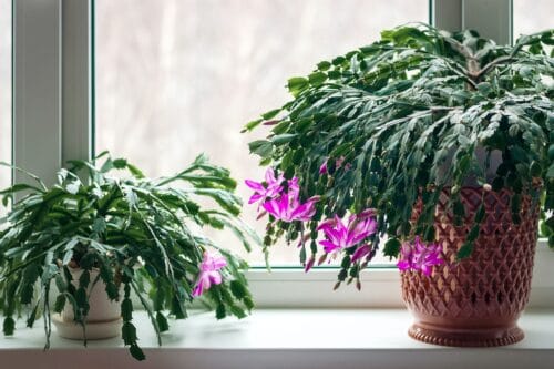 Thanksgiving cactus Schlumbergera truncata crab cactus plants on windowsill blossoming in winter
