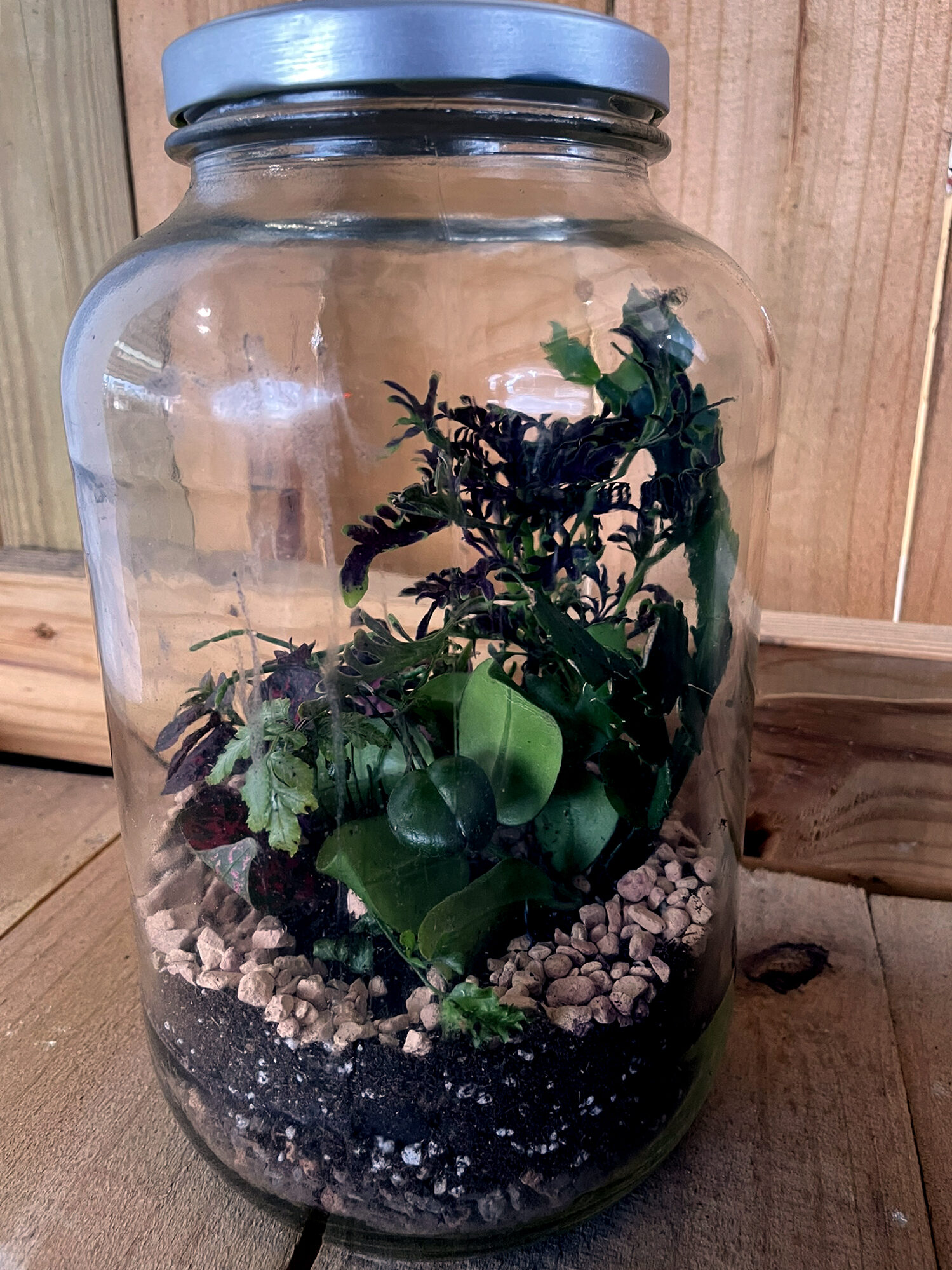 tillandsia air plant