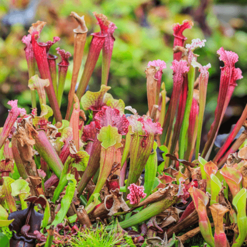 Sarracenia | Upright Pitcher Plants