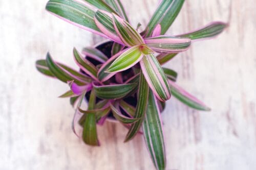 Young shoots of potted plant Tradescantia.